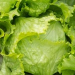 FDA Says Recalled Iceberg Lettuce Is Off Shelves as Cyclosporiasis Lingers