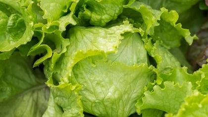 FDA Says Recalled Iceberg Lettuce Is Off Shelves as Cyclosporiasis Lingers