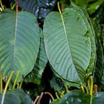 DEA Classifies Three Kratom Compounds as Schedule I Drugs