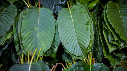DEA Classifies Three Kratom Compounds as Schedule I Drugs