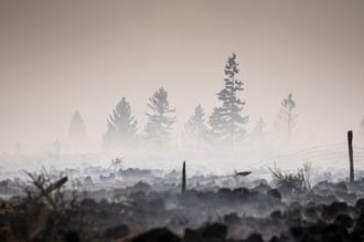 Belgium Wildfire Threatens German Border as Greek Blaze Hits Athens Airport