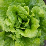 1,644 Sickened in Cyclospora Outbreak: What Food Safety Pros Do Differently