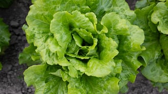 1,644 Sickened in Cyclospora Outbreak: What Food Safety Pros Do Differently