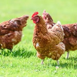 Overseas H5N1 cases rise, U.S. risk stays low