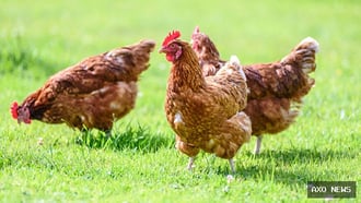 Overseas H5N1 cases rise, U.S. risk stays low