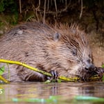 Wildlife conservation work to get £1m boost