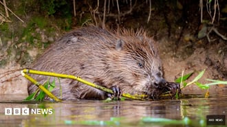 Wildlife conservation work to get £1m boost