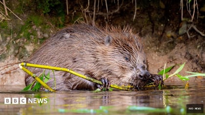Wildlife conservation work to get £1m boost