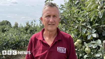 Heatwave Farming: UK Growers Spray Clay on Apples to Prevent Boiling
