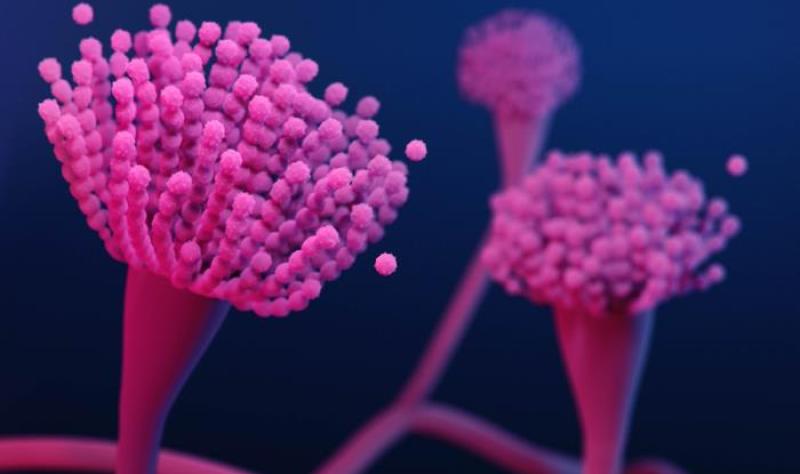 Invasive mold disease drives high ICU care and death rates, CDC finds