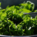 Cyclospora Outbreak Hits Taco Bell Sales As Lettuce Prices Surge