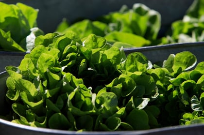 Cyclospora Outbreak Hits Taco Bell Sales As Lettuce Prices Surge