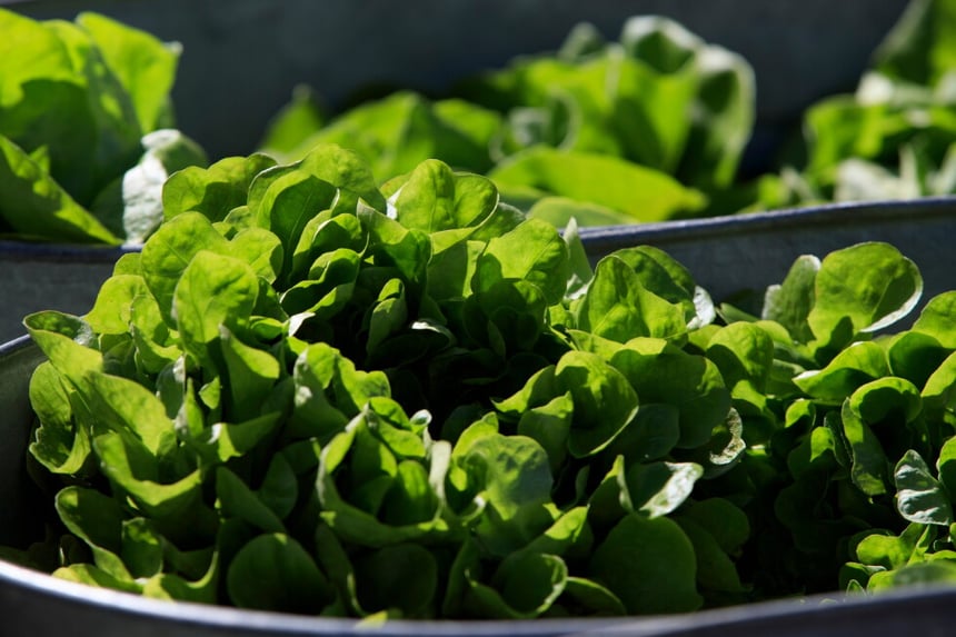 Cyclospora Outbreak Hits Taco Bell Sales As Lettuce Prices Surge