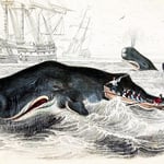 Moby Dick at 175: How Melville Reframed Humanity's War on Whales