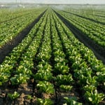 Lettuce Sales Plunge 9% As Cyclosporiasis Outbreak Fears Devastate Growers