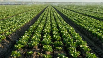 Lettuce Sales Plunge 9% As Cyclosporiasis Outbreak Fears Devastate Growers