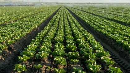 Lettuce Sales Plunge 9% As Cyclosporiasis Outbreak Fears Devastate Growers