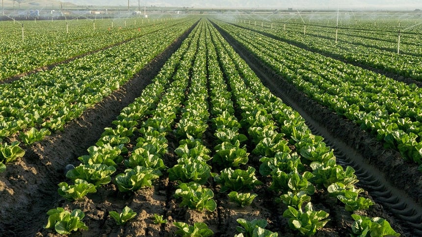 Lettuce Sales Plunge 9% As Cyclosporiasis Outbreak Fears Devastate Growers