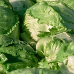 11,000 Cyclospora Infections Spark Wave of Foodborne Illness Outbreaks